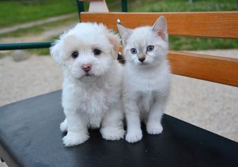 Meski Lezat bagi Kita, Jangan Berikan 5 Makanan Ini pada Kucing dan Anjingmu, ya!