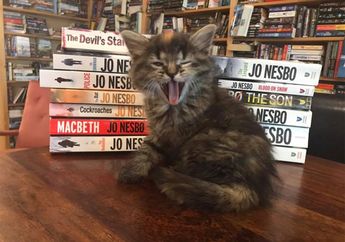 Toko Buku Ini Dipenuhi Anak Kucing yang Bisa Diadopsi Pengunjung, Kucingnya Bikin Gemas!