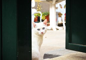Kucing Suka Menunggumu di Depan Pintu Rumah Saat Pulang? Ternyata Ini Alasannya