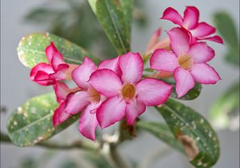 Memelihara Adenium di Rumah? Hati-Hati, Getahnya Dulu Dijadikan Racun Panah di Afrika