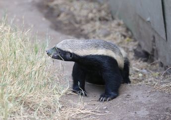 Wajahnya Imut dan Bikin Gemas! Tapi Siapa Sangka, Ternyata Malah Lebih Ganas dari Singa dan Buaya