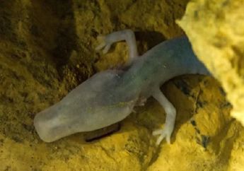 Seekor Salamander Ditemukan Tidak Bergerak Selama 7 Tahun, Bagaimana Caranya Makan?