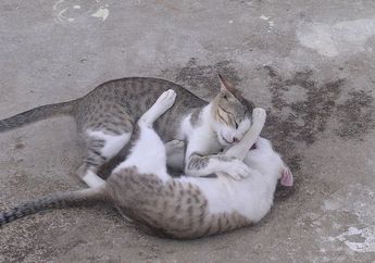 Bagaimana Cara Membedakan Kucing yang Ingin Bermain dan Bekelahi?