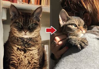 Bikin Haru! Kucing Ini Tadinya Galak dan Suka Mencakar, tapi Lama-Lama Luluh dan Malah Super Manja Berkat Kesabaran Pemiliknya