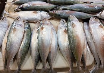 Bukan Hanya Salmon, Banyak Ikan Lain yang Tinggi Omega-3, Ketahui Manfaat Omega-3 untuk Tubuh, yuk!