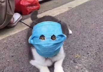 Bikin Gemas! Kucing yang Pakai Masker Ini Viral Sampai Dibuatkan Miniaturnya