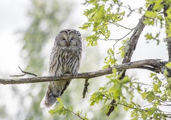 Dikenal Sebagai Burung yang Misterius, Inilah 3 Fakta Mengejutkan dari Burung Hantu