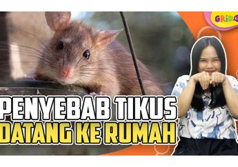 Mencari Makanan Hingga Tempat Berlindung, Ternyata Ini Penyebab Tikus Suka Datang ke Rumah