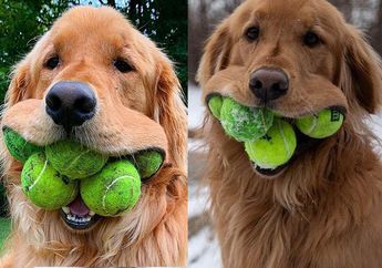 Pecahkan Rekor, Anjing Lucu Ini Bisa Masukkan 6 Bola Sekaligus ke Dalam Mulutnya! Foto-fotonya Bikin Gemas