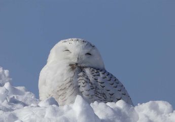 5 Fakta Unik Snowy Owl, Burung Hantu Putih yang Berburu dengan Sabar
