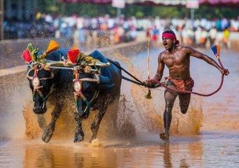 Wah, Kecepatan Lari Joki Pacuan Kerbau India Ini Menyaingi Manusia Tercepat di Dunia!