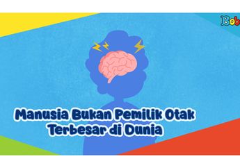 Manusia Bukan Pemilik Otak Terbesar di Dunia, Cari Tahu Fakta Seru Otak, yuk!