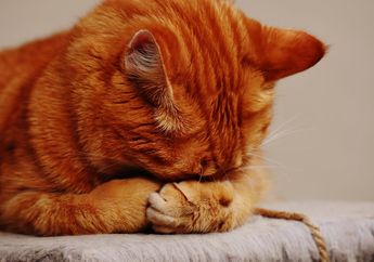 Apakah Kucing Juga Bisa Rindu Pemiliknya Jika Ditinggal Pergi?