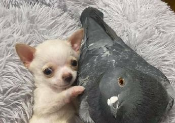 Yuk, Lihat Persahabatan Anjing yang Berjalan Menggunakan Dua Kaki dengan Merpati yang Tidak Bisa Terbang!