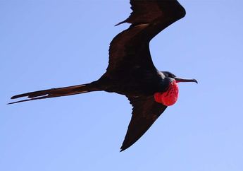 Keren! Burung Cikalang Bisa Terbang Sambil Tidur, Kok, Bisa?