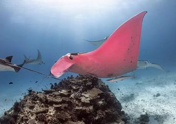 Wah, Seekor Pari Manta Berwarna Merah Muda Terlihat di Great Barrier Reef