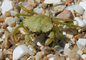 Mengatasi Kelebihan Populasi, Ilmuwan Membuat Gelas dari Cangkang Kepiting Hijau