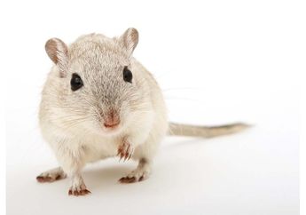 Terungkap! Ternyata Inilah 5 Alasan Tikus Sering Dijadikan Sebagai Bahan Percobaan dalam Penelitian