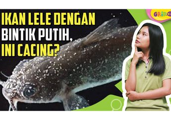 Ada Bintik Putih pada Daging Ikan Lele, Benarkah Itu adalah Cacing?