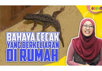 Sering Melihat Cicak di Rumah? Hati-Hati, Cicak Bisa Berbahaya