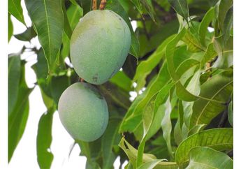 Bisa Mengurangi Kecemasan Hingga Masalah Pernapasan, Inilah Manfaat yang Terkandung pada Daun mangga