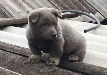 Penampilannya Unik dan Menggemaskan, Ada yang Bisa Menebak Persilangan Anjing Ini?