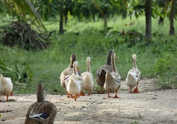 Untuk Mengatasi Wabah Belalang, Pemerintah Tiongkok Mengerahkan Ratusan Ribu Bebek, Berhasil Atau Tidak, ya?