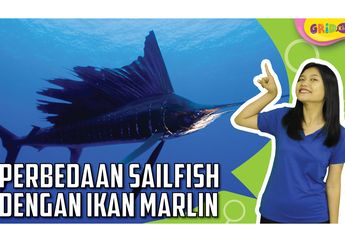 Sekilas Bentuknya Mirip, Ini Perbedaan Sailfish dengan Ikan Marlin