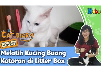 Kucing Terus BAB Sembarangan? Ini Tips Agar Kucing BAB di Kotak Pasir