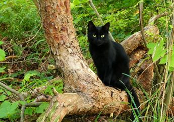 Kucing Hitam Dianggap Membawa Nasib Buruk, dari Mana Asal Usulnya?