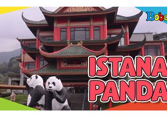 Tak Perlu Jauh-Jauh ke Tiongkok, di Indonesia Juga Ada Panda Menggemaskan