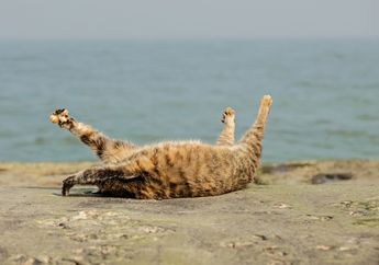Sering Bikin Gemas! Ternyata Ini Penyebab Kucing Suka Berguling-guling
