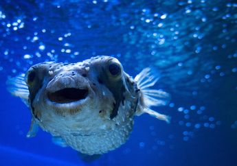 Meski Sangat Beracun, Ikan Buntal di Jepang Jadi Menu Favorit, Mengapa Begitu?