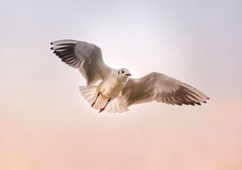Bagaimana Cara Kerja Organ Pernapasan Burung? Cari Tahu, yuk!