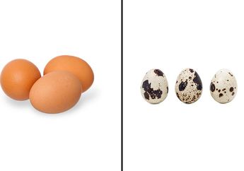 Telur Ayam dan Telur Puyuh, Mana yang Lebih Baik untuk Kesehatan Kita, ya?