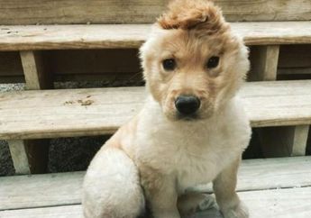 Hanya Punya Satu Telinga dan Letaknya di Dahi, Anjing Lucu Ini Dijuluki Unicorn Puppy