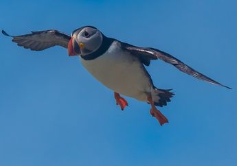 Ternyata Burung Tidak Bisa Terbang di Ruang Angkasa, Mengapa Begitu?