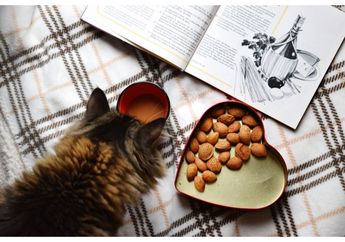 Ingin Memelihara Kucing? Perhatikan 5 Hal Penting Ini Sebelum Memeliharanya