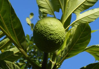 Bisa Bantu Kendalikan Diabetes, Buah Sukun Punya Banyak Manfaat Kesehatan yang Jarang Diketahui