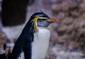 Virus Corona Membuat Akuarium Ditutup, Para Penguin Bisa Bebas Berkeliling di Dalamnya