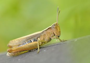Serangga Tidak Punya Hidung, Apakah Serangga Juga Bersin Seperti Hewan Lainnya?