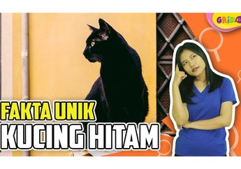 Dianggap Pembawa Kesialan, Ini Fakta-Fakta Menarik Kucing Hitam
