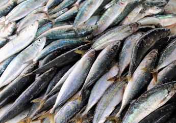Sering Dianggap Sama, Ternyata Ikan Sarden dan Makarel Berasal dari Keluarga yang Berbeda