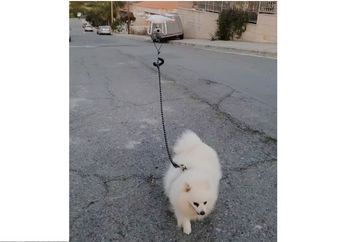 Tetap Lakukan Karantina Diri, Anjing Peliharaan Diajak Jalan-Jalan dengan Drone