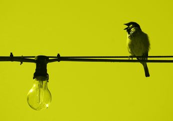 Banyak Burung yang Bertengger di Kabel Listrik dan Tidak Tersetrum, Mengapa Begitu?