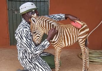 Petugas Konservasi Mengenakan Pakaian Bermotif Zebra saat Mengasuh Seekor Anak Zebra, Apa Tujuannya?