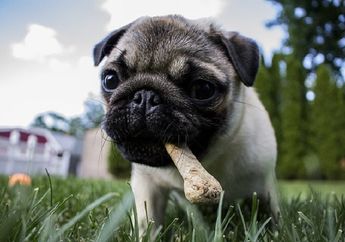 Meski Jadi Favorit Anjing, Kita Harus Tetap Hati-Hati saat Memberikan Tulang Untuknya