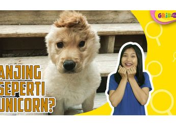 Gemas! Anjing Ini Hanya Punya Satu Telinga dan Dijuluki Anjing Unicorn