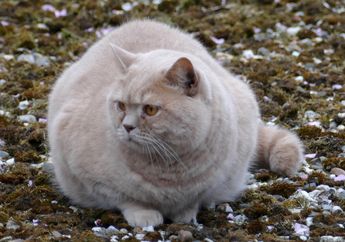 Tidak Hanya Manusia, Kucing Juga Bisa Diabetes! Inilah 5 Masalah Kesehatan yang Mengintai Kucing Gemuk