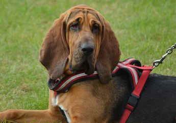Seperti Sherlock Holmes, Anjing Bloodhound Dikenal Sebagai Anjing Detektif, Ternyata Ini Rahasianya!